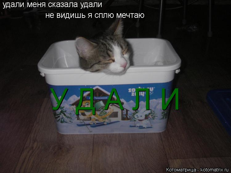 удали меня сказала удали не видишь я сплю мечтаю У Д А Л И... Котоматрица: удали меня сказала удали не видишь я сплю мечтаю У Д А Л И