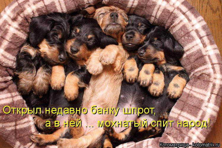 Открыл недавно банку шпрот, а в ней ... мохнатый спит народ!... Котоматрица: Открыл недавно банку шпрот, а в ней ... мохнатый спит народ!