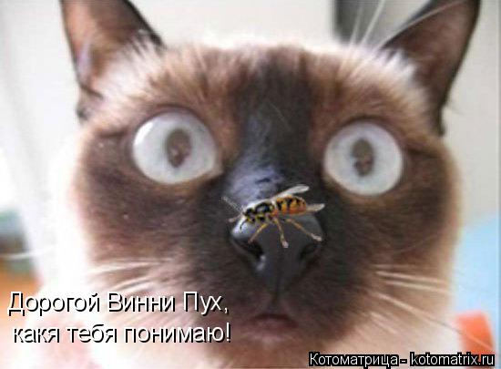 Дорогой Винни Пух, какя тебя понимаю!... Котоматрица: Дорогой Винни Пух, какя тебя понимаю!
