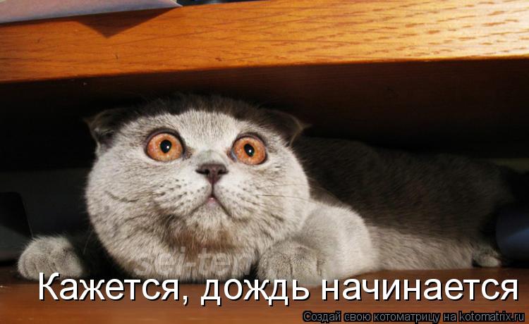 Кажется, дождь начинается... Котоматрица: Кажется, дождь начинается