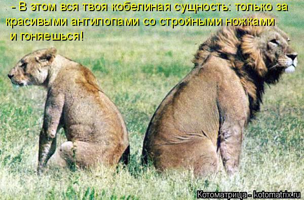 - В этом вся твоя кобелиная сущность: только за красивыми антилопами со стройными ножками и гоняешься... Котоматрица: - В этом вся твоя кобелиная сущность: только за красивыми антилопами со стройными ножками и гоняешься!