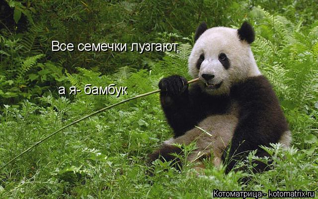 Все семечки лузгают, а я- бамбук... Котоматрица: Все семечки лузгают, а я- бамбук