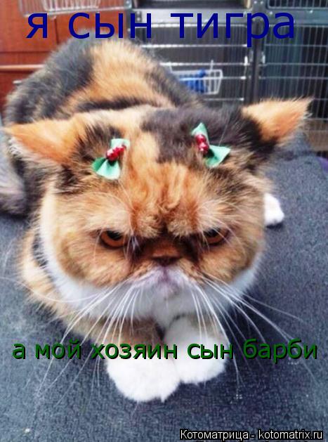я сын тигра а мой хозяин сын барби... Котоматрица: я сын тигра а мой хозяин сын барби