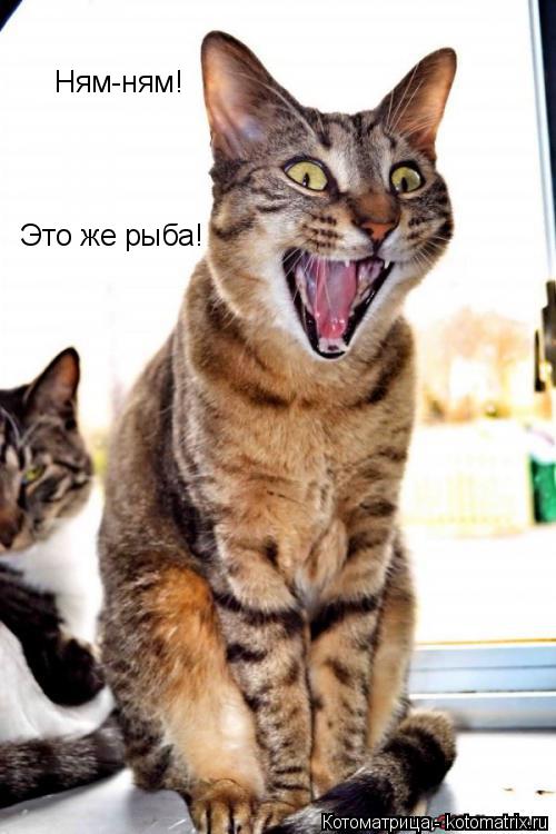 Ням-ням! Это же рыба!... Котоматрица: Ням-ням! Это же рыба!