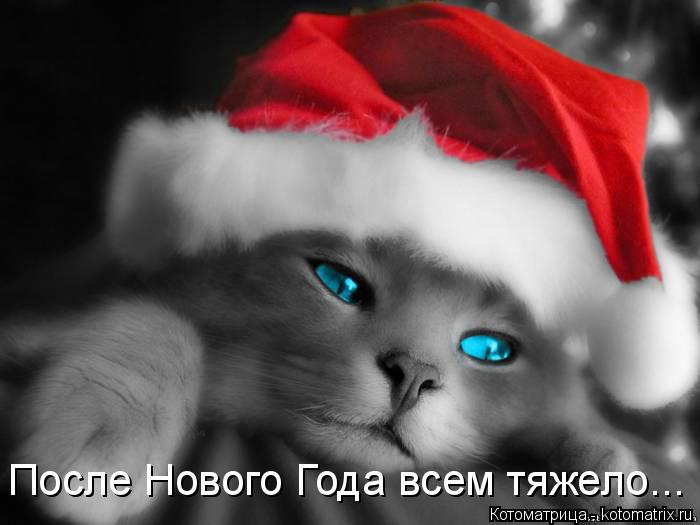 После Нового Года всем тяжело...... Котоматрица: После Нового Года всем тяжело...