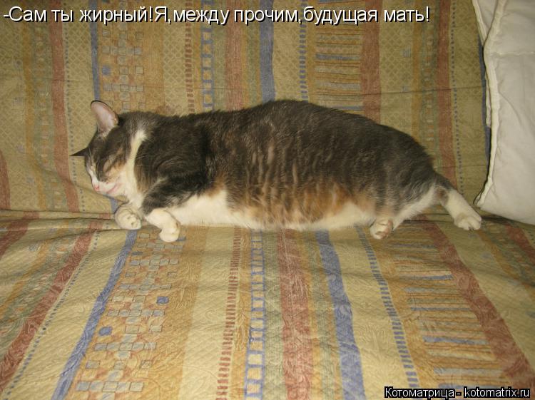 -Сам ты жирный!Я,между прочим,будущая мать!... Котоматрица: -Сам ты жирный!Я,между прочим,будущая мать!