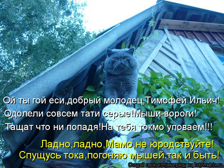 Ой ты гой еси,добрый молодец,Тимофей Ильич! Одолели совсем тати серые!Мыши-вороги! Тащат что ни попад... Котоматрица: Ой ты гой еси,добрый молодец,Тимофей Ильич! Одолели совсем тати серые!Мыши-вороги! Тащат что ни попадя!На тебя токмо уповаем!!! Ладно,ладно,Ма