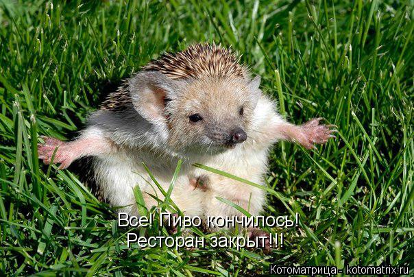 Все! Пиво кончилось! Ресторан закрыт!!!... Котоматрица: Все! Пиво кончилось! Ресторан закрыт!!!