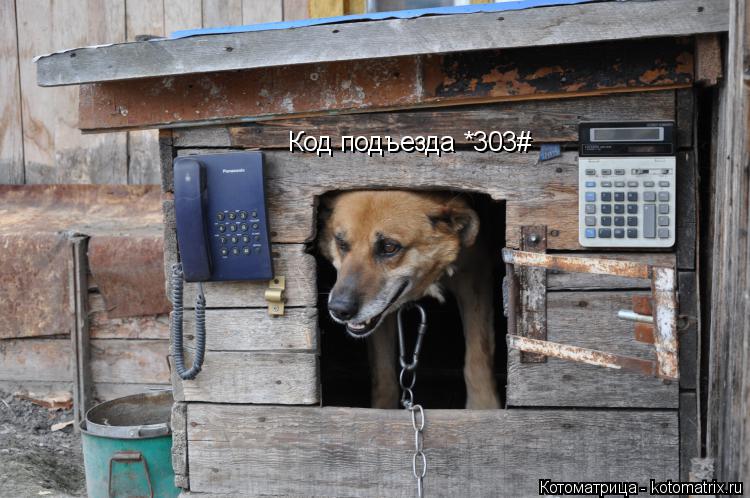 Код подъезда *303#... Котоматрица: Код подъезда *303#