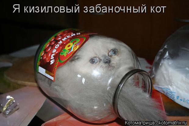 Я кизиловый забаночный кот... Котоматрица: Я кизиловый забаночный кот