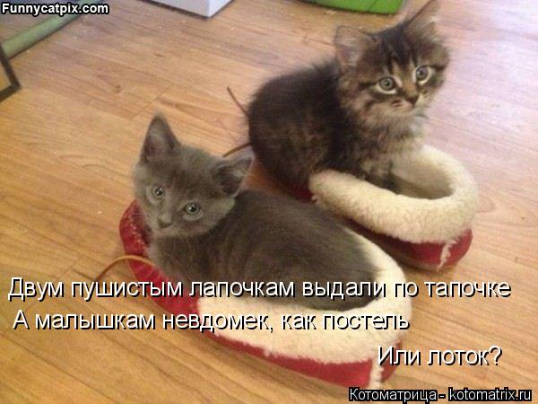 Двум пушистым лапочкам выдали по тапочке А малышкам невдомек, как постель Или лоток?... Котоматрица: Двум пушистым лапочкам выдали по тапочке А малышкам невдомек, как постель Или лоток?