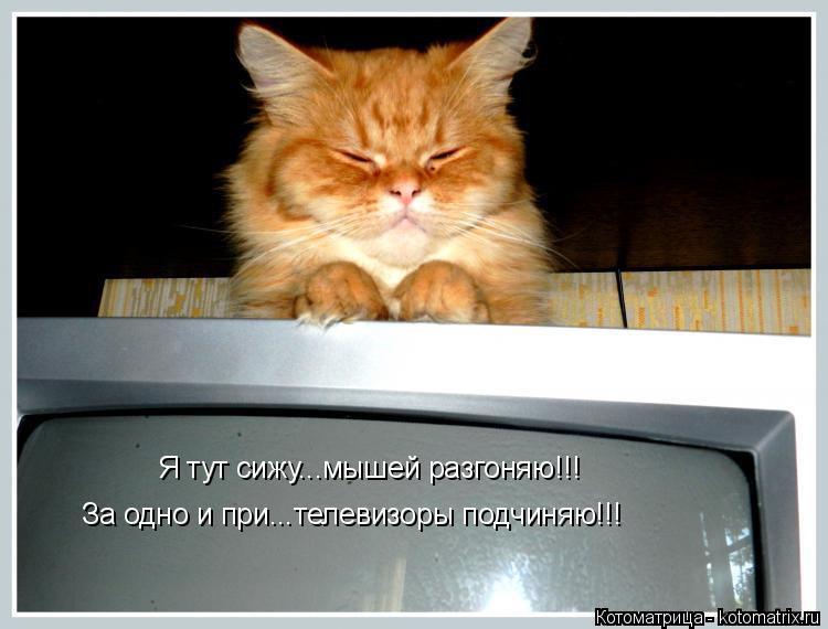 Я тут сижу...мышей разгоняю!!! За одно и при...телевизоры подчиняю!!!... Котоматрица: Я тут сижу...мышей разгоняю!!! За одно и при...телевизоры подчиняю!!!