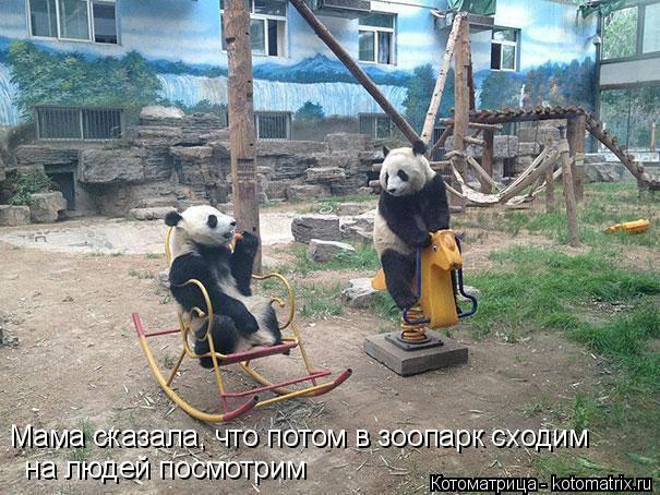 Мама сказала, что потом в зоопарк сходим на людей посмотрим... Котоматрица: Мама сказала, что потом в зоопарк сходим на людей посмотрим