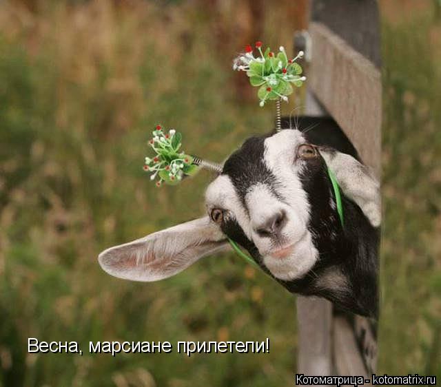 Весна, марсиане прилетели!... Котоматрица: Весна, марсиане прилетели!