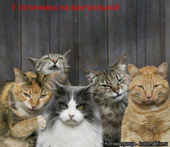 У отличника на контрольной... Котоматрица: У отличника на контрольной