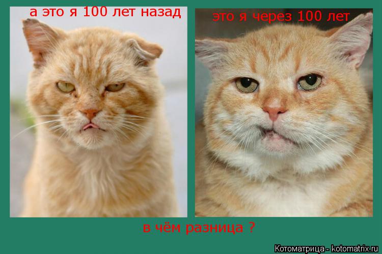 это я через 100 лет а это я 100 лет назад в чём разница ?... Котоматрица: это я через 100 лет а это я 100 лет назад в чём разница ?