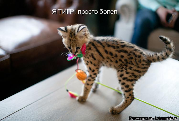 Я ТИГР! просто болел... Котоматрица: Я ТИГР! просто болел
