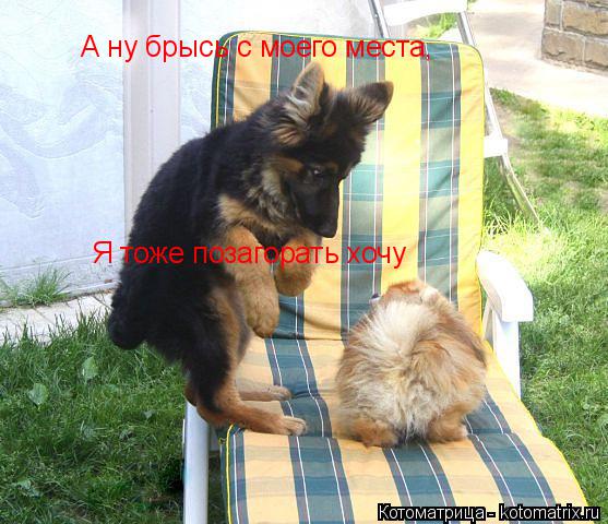 А ну брысь с моего места, Я тоже позагорать хочу... Котоматрица: А ну брысь с моего места, Я тоже позагорать хочу