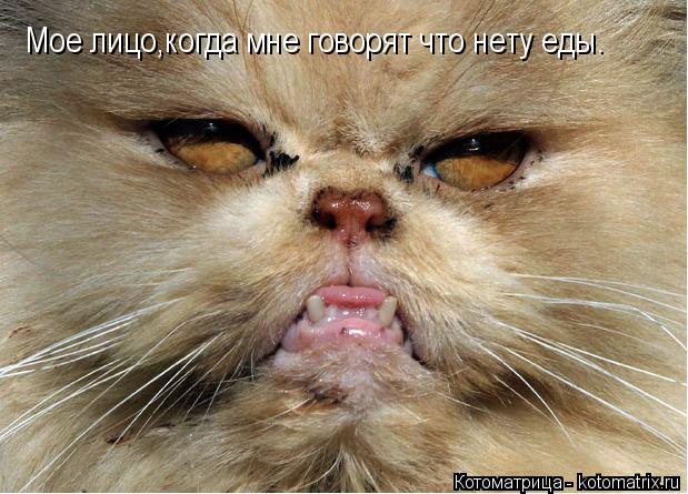 Мое лицо,когда мне говорят что нету еды.... Котоматрица: Мое лицо,когда мне говорят что нету еды.