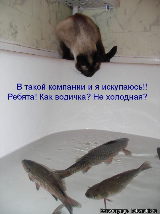 В такой компании и я искупаюсь!! Ребята! Как водичка? Не холодная?... Котоматрица: В такой компании и я искупаюсь!! Ребята! Как водичка? Не холодная?