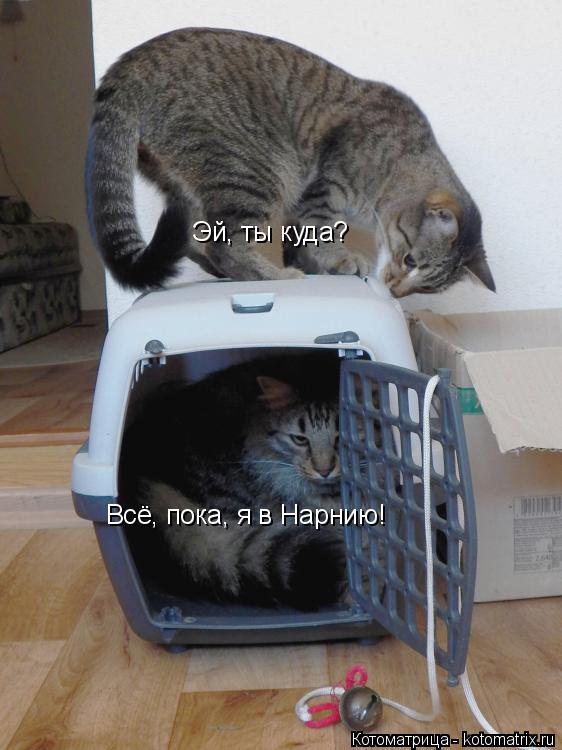 Всё, пока, я в Нарнию! Эй, ты куда?... Котоматрица: Всё, пока, я в Нарнию! Эй, ты куда?