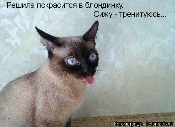 Решила покрасится в блондинку. Сижу - тренитуюсь...... Котоматрица: Решила покрасится в блондинку. Сижу - тренитуюсь...
