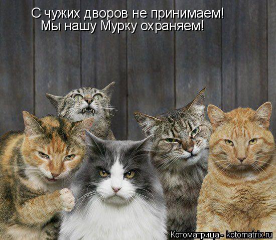 С чужих дворов не принимаем! Мы нашу Мурку охраняем!... Котоматрица: С чужих дворов не принимаем! Мы нашу Мурку охраняем!