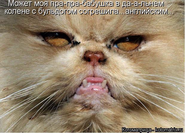 Может моя пра-пра-бабушка в да-а-льнем колене с бульдогом согрешила...английским...... Котоматрица: Может моя пра-пра-бабушка в да-а-льнем колене с бульдогом согрешила...английским...