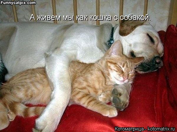 А живем мы как кошка с собакой.... Котоматрица: А живем мы как кошка с собакой.