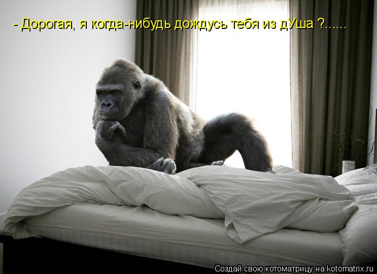 - Дорогая, я когда-нибудь дождусь тебя из дУша ?......... Котоматрица: - Дорогая, я когда-нибудь дождусь тебя из дУша ?......