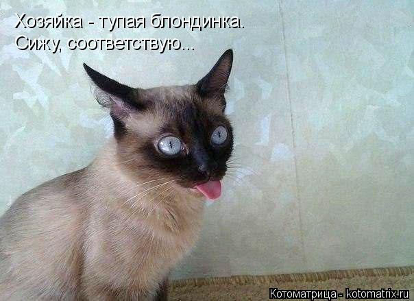 Хозяйка - тупая блондинка. Сижу, соответствую...... Котоматрица: Хозяйка - тупая блондинка. Сижу, соответствую...