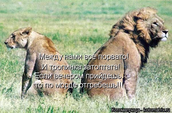 Между нами все порвато! И тропинка затоптата! Если вечером прийдешь, то по морде отгребешь!!!... Котоматрица: Между нами все порвато! И тропинка затоптата! Если вечером прийдешь, то по морде отгребешь!!!