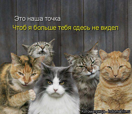 Это наша точка Чтоб я больше тебя сдесь не видел Чтоб я больше тебя сдесь не видел... Котоматрица: Это наша точка Чтоб я больше тебя сдесь не видел Чтоб я больше тебя сдесь не видел