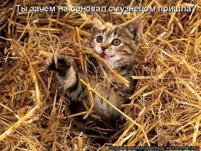 - Ты зачем на сеновал с кузнецом пришла?... Котоматрица: - Ты зачем на сеновал с кузнецом пришла?