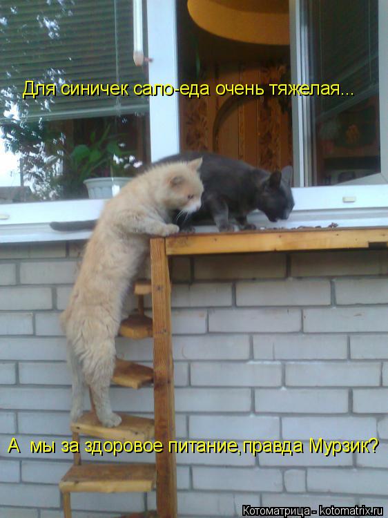 А мы за здоровое питание,правда Мурзик? Для синичек сало-еда очень тяжелая...... Котоматрица: А мы за здоровое питание,правда Мурзик? Для синичек сало-еда очень тяжелая...