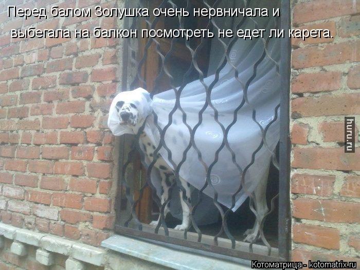 Перед балом Золушка очень нервничала и выбегала на балкон посмотреть не едет ли карета.... Котоматрица: Перед балом Золушка очень нервничала и выбегала на балкон посмотреть не едет ли карета.
