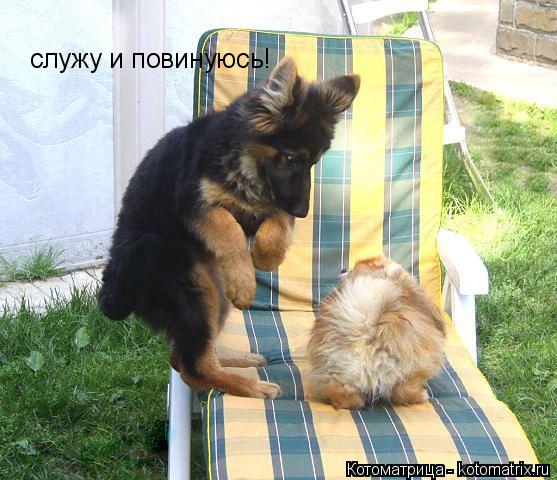 cлужу и повинуюсь!... Котоматрица: cлужу и повинуюсь!