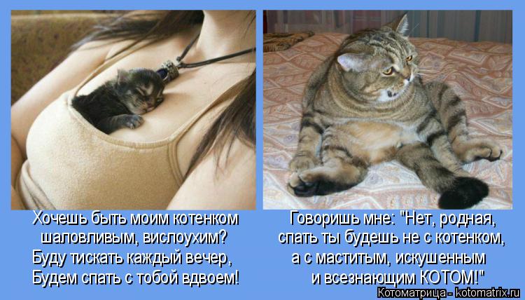 Хочешь быть моим котенком Говоришь мне: "Нет, родная, шаловливым, вислоухим? сп... Котоматрица: Хочешь быть моим котенком Говоришь мне: "Нет, родная, шаловливым, вислоухим? спать ты будешь не с котенком, Буду тискать каждый в