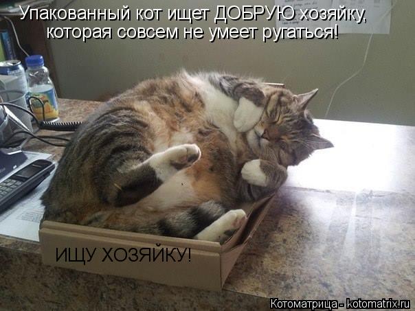 Упакованный кот ищет ДОБРУЮ хозяйку, которая совсем не умеет ругаться! ИЩУ ХОЗЯЙКУ!... Котоматрица: Упакованный кот ищет ДОБРУЮ хозяйку, которая совсем не умеет ругаться! ИЩУ ХОЗЯЙКУ!