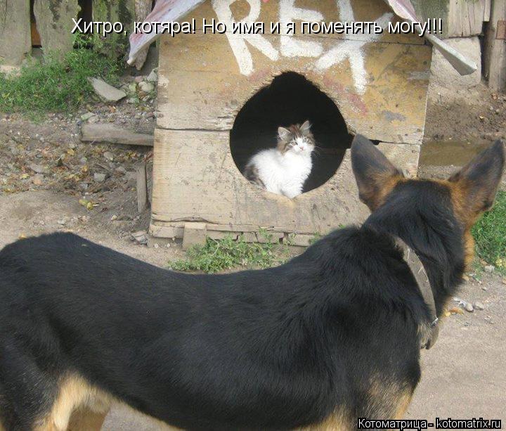 Хитро, котяра! Но имя и я поменять могу!!!... Котоматрица: Хитро, котяра! Но имя и я поменять могу!!!
