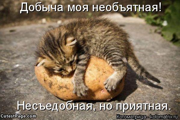 Добыча моя необъятная! Несъедобная, но приятная.... Котоматрица: Добыча моя необъятная! Несъедобная, но приятная.