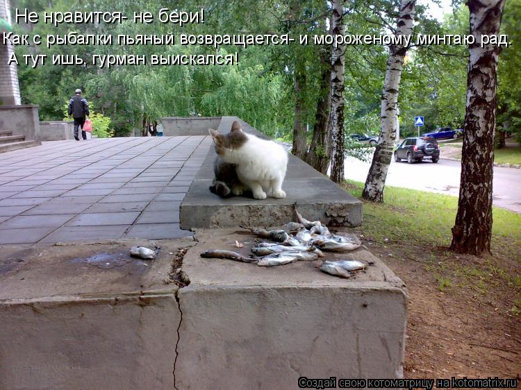 Не нравится- не бери! Как с рыбалки пьяный возвращается- и мороженому минтаю рад. А тут ишь, гурман в... Котоматрица: Не нравится- не бери! Как с рыбалки пьяный возвращается- и мороженому минтаю рад. А тут ишь, гурман выискался!