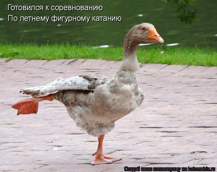 Готовился к соревнованию По летнему фигурному катанию... Котоматрица: Готовился к соревнованию По летнему фигурному катанию