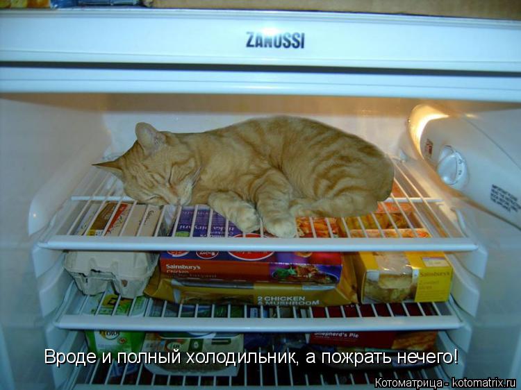 Вроде и полный холодильник, а пожрать нечего!... Котоматрица: Вроде и полный холодильник, а пожрать нечего!
