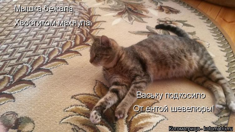 Мышка бежала, Хвостиком махнула: Ваську подкосило От ентой шевелюры!... Котоматрица: Мышка бежала, Хвостиком махнула: Ваську подкосило От ентой шевелюры!