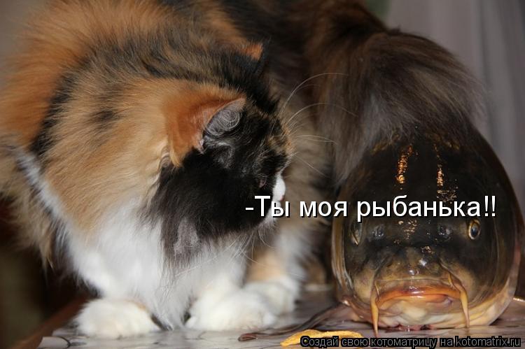 -Ты моя рыбанька!!... Котоматрица: -Ты моя рыбанька!!