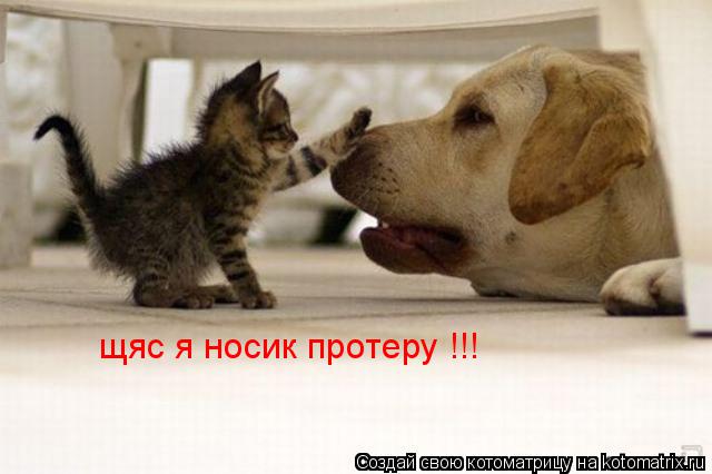 щяс я носик протеру !!!... Котоматрица: щяс я носик протеру !!!