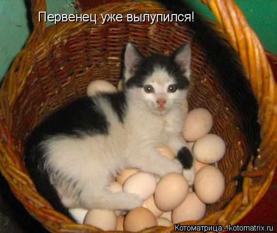 Первенец уже вылупился!... Котоматрица: Первенец уже вылупился!