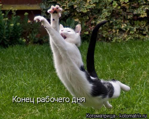 Конец рабочего дня... Котоматрица: Конец рабочего дня