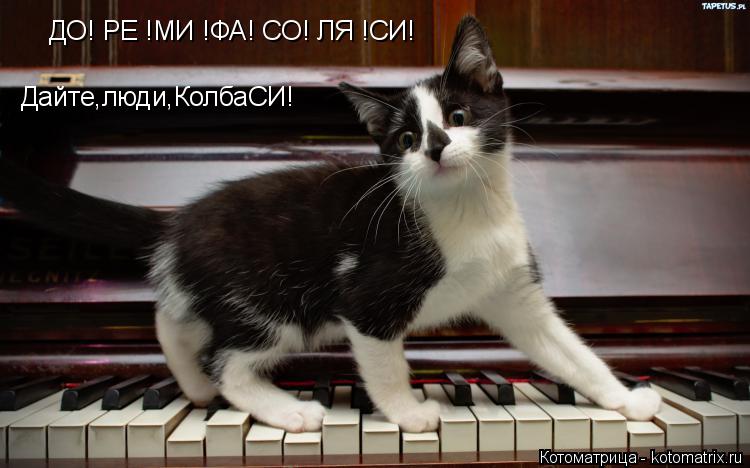 ДО! РЕ !МИ !ФА! СО! ЛЯ !СИ! Дайте,люди,КолбаСИ!... Котоматрица: ДО! РЕ !МИ !ФА! СО! ЛЯ !СИ! Дайте,люди,КолбаСИ!